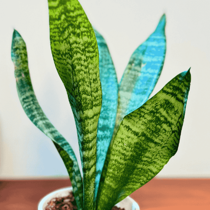 Snake Plant With Self Watering Pot - Homebagh