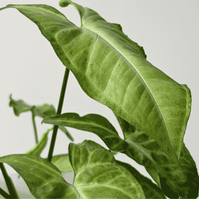 Syngonium Green Plant - Homebagh