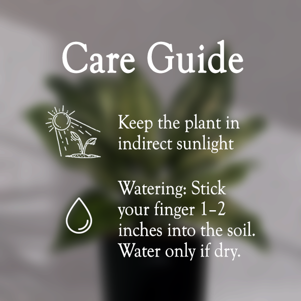 Aglaonema Snow White With Self Watering Pot - Homebagh