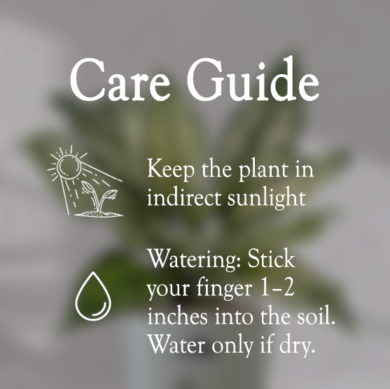 Aglaonema Snow White With Self Watering Pot - Homebagh