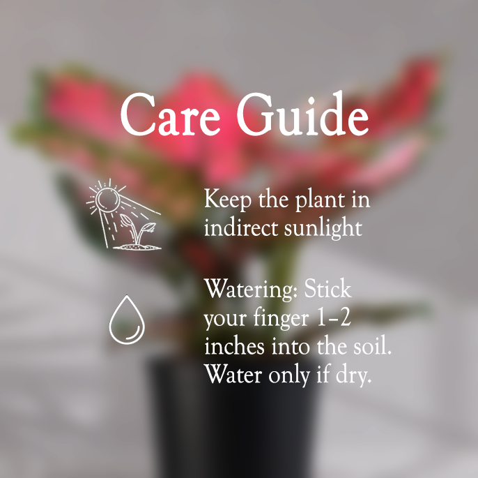 Aglaonema Valentine Pink Plant