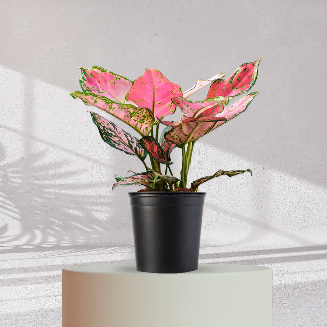 Aglaonema Valentine Pink Plant
