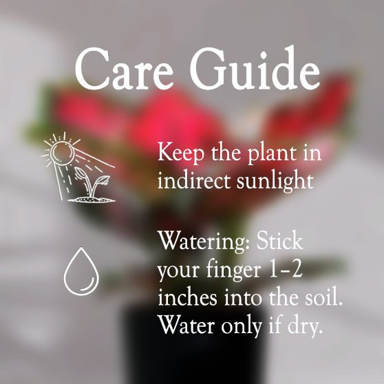 Aglaonema Valentine Pink Plant
