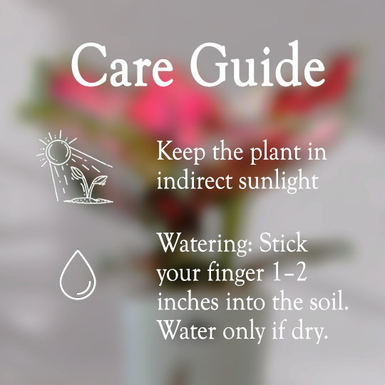 Aglaonema Valentine Pink Plant