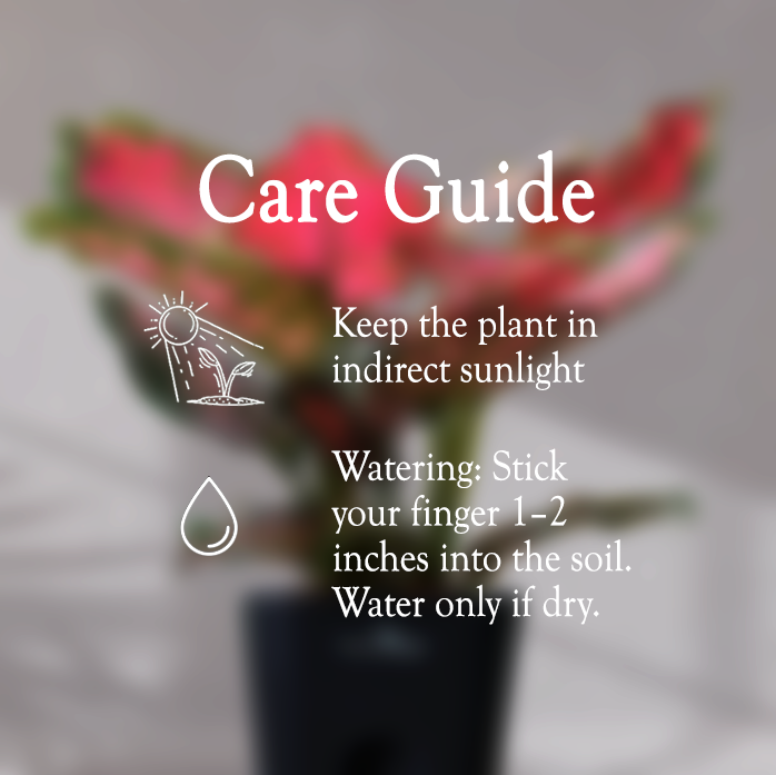 Aglaonema Valentine Pink Plant