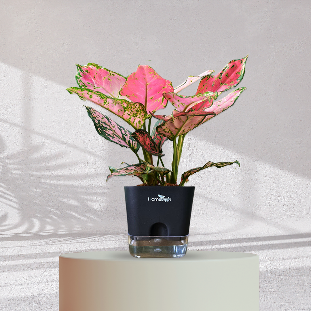 Aglaonema Valentine Pink Plant
