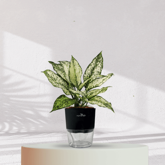 Aglaonema Snow White With Self Watering Pot - Homebagh