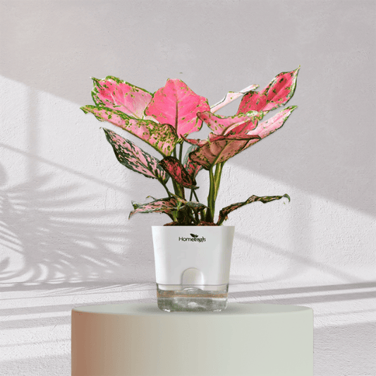 Aglaonema Valentine Pink Plant With Self Watering Pot - Homebagh