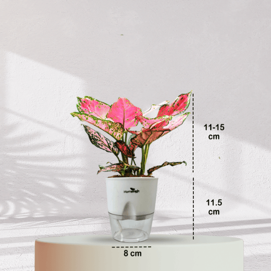 Aglaonema Valentine Pink Plant With Self Watering Pot - Homebagh