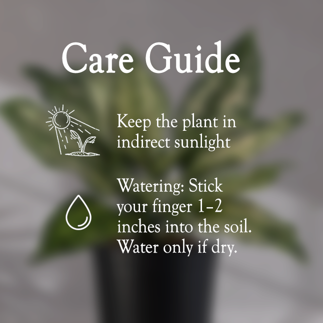 Aglaonema Snow White With Self Watering Pot - Homebagh