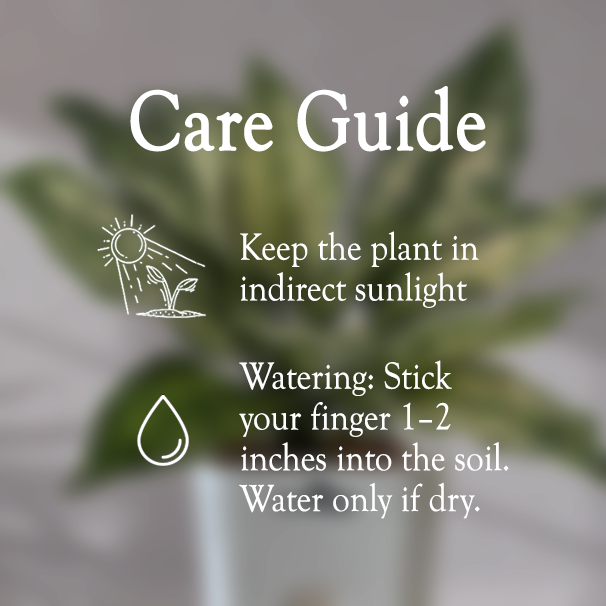 Aglaonema Snow White With Self Watering Pot - Homebagh