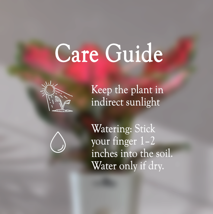 Aglaonema Valentine Pink Plant With Self Watering Pot - Homebagh