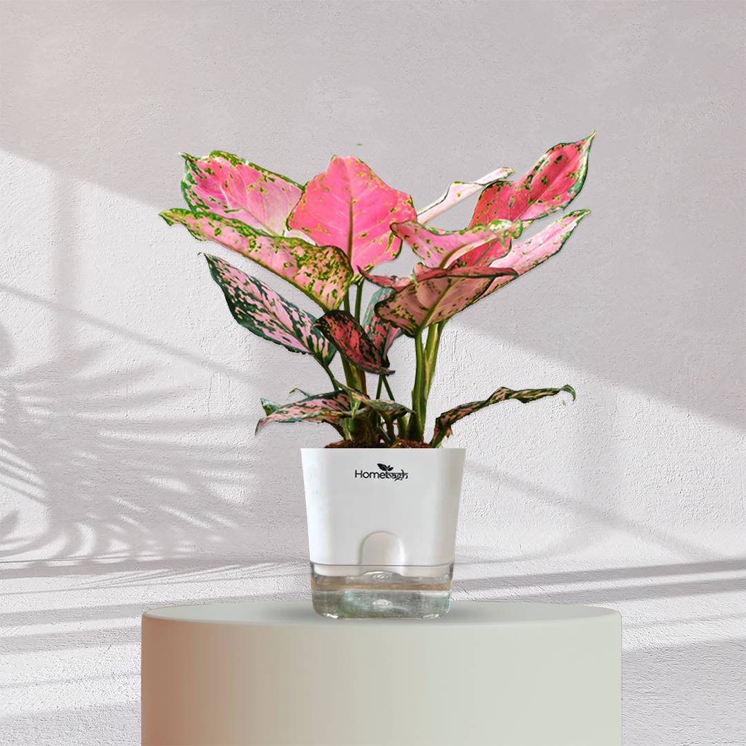 Aglaonema Valentine Pink Plant