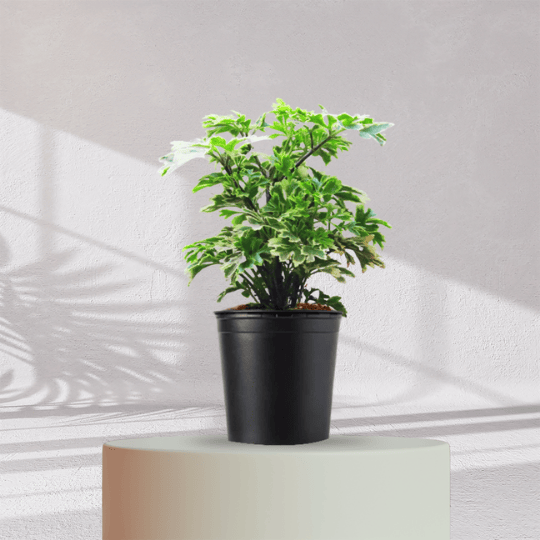 ARALIA PLANT With Self Watering Pot - Homebagh