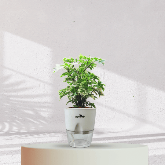 ARALIA PLANT With Self Watering Pot - Homebagh