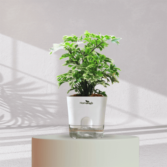 ARALIA PLANT With Self Watering Pot - Homebagh