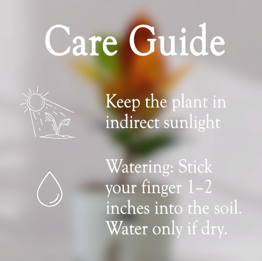 Ficus Fiddle Leaf With Self Watering Pot - Homebagh