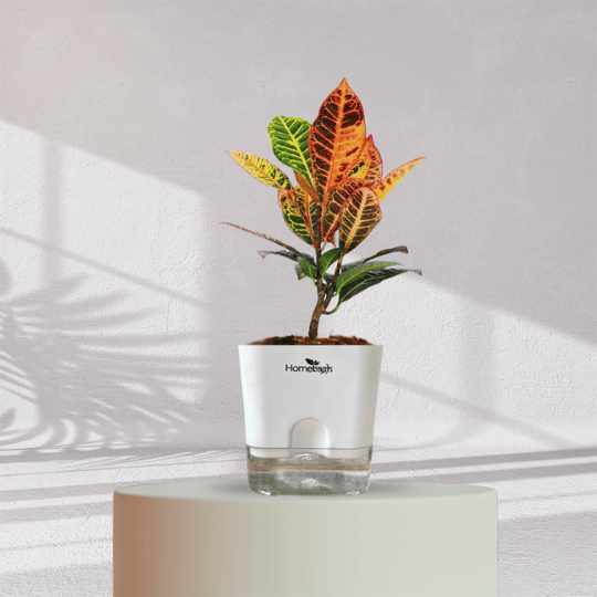 potted croton plant Croton Petra With Self Watering Pot
