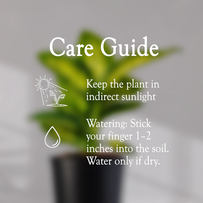 DIEFFENBACHIA PLANT