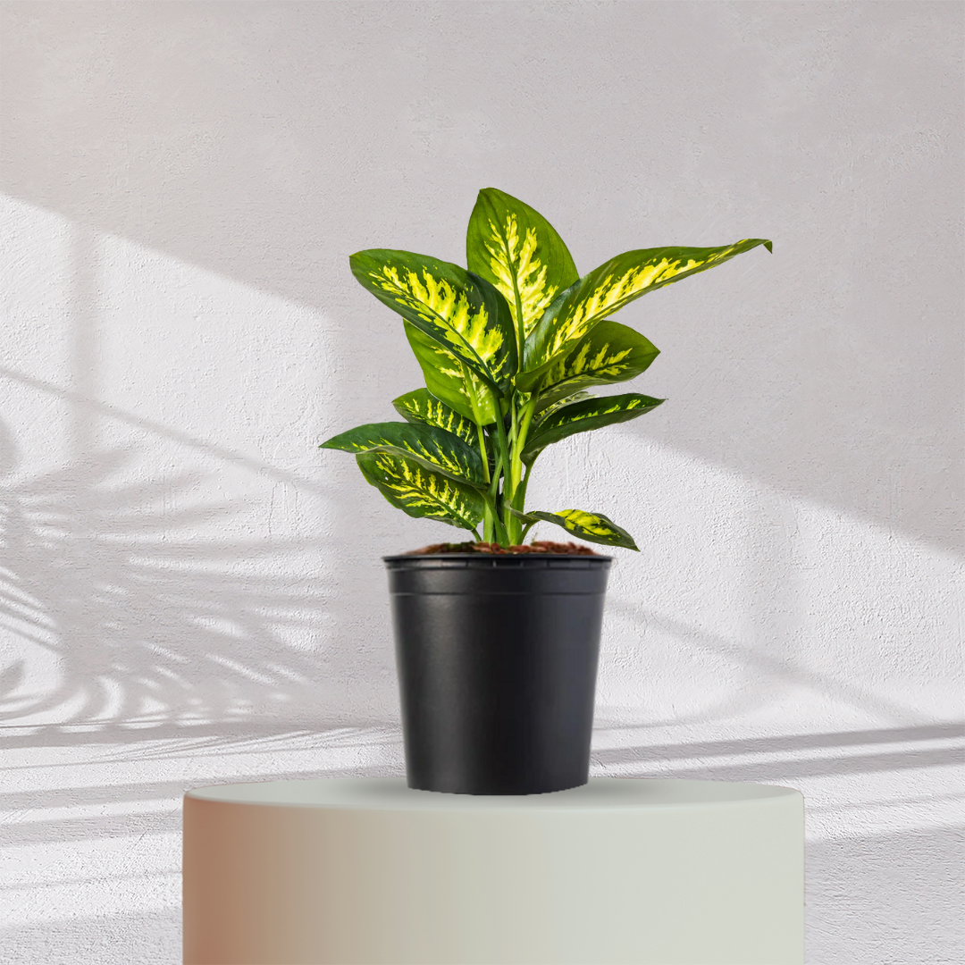 dieffenbachia oxygen DIEFFENBACHIA PLANT