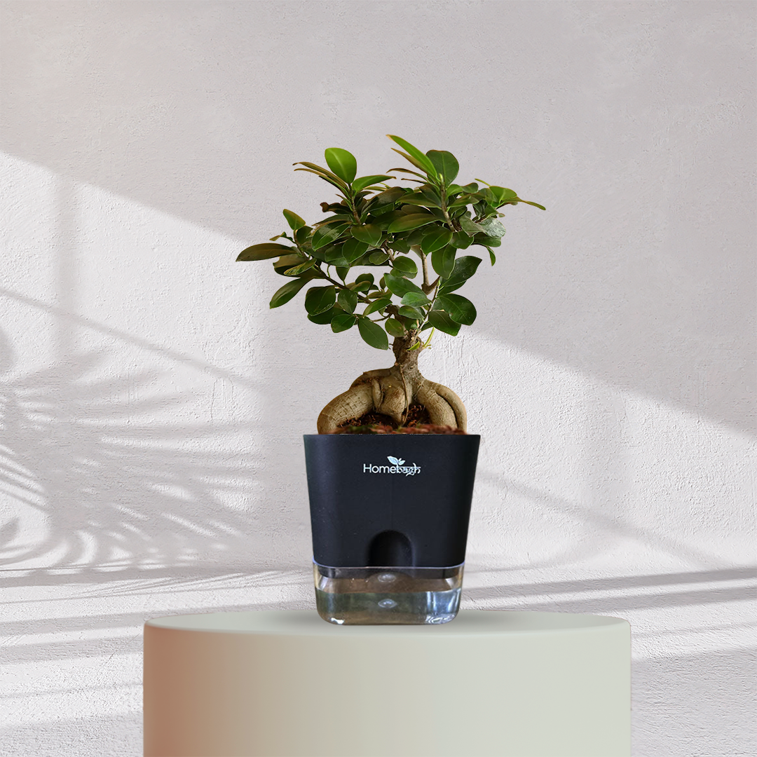 Ficus Bonsai Plant