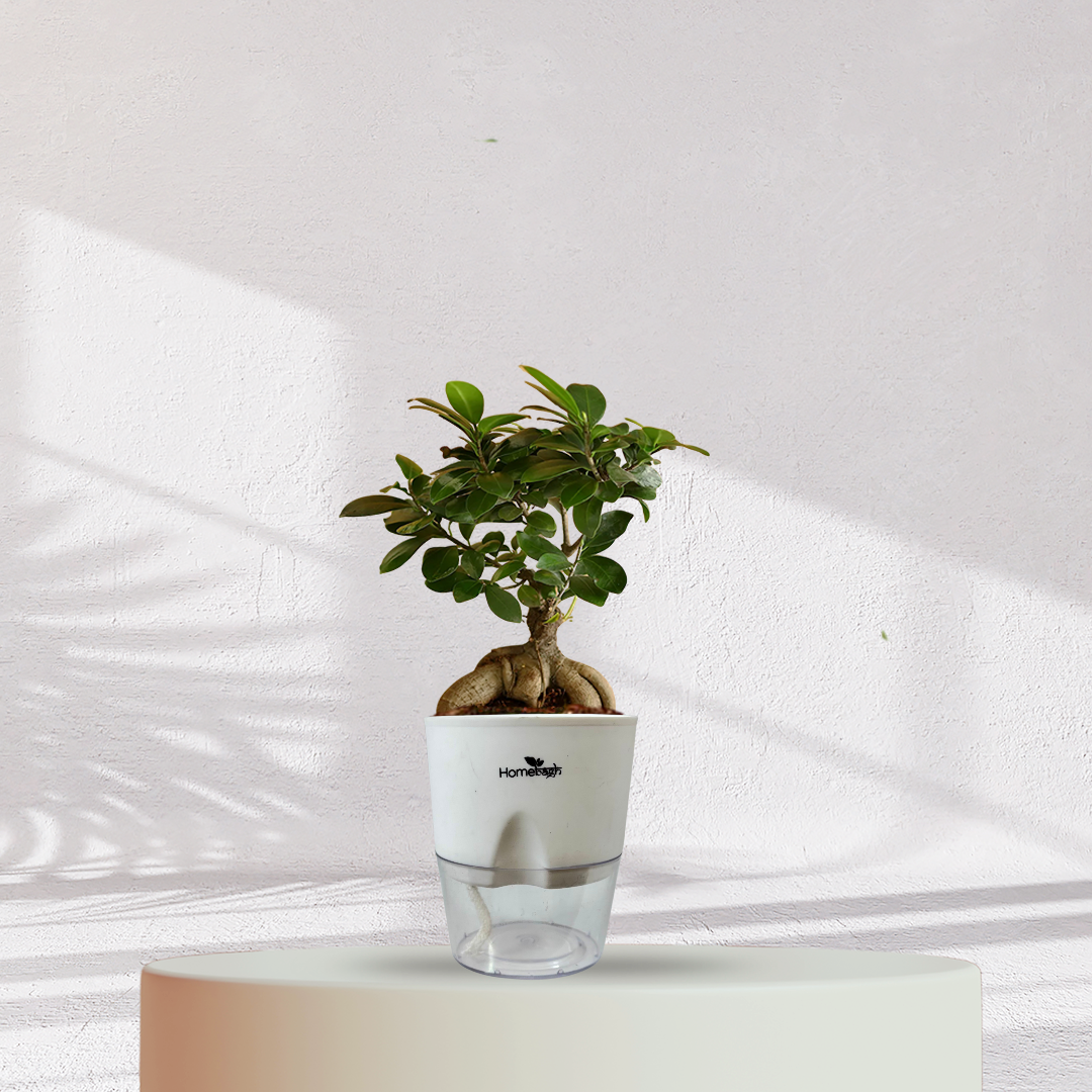 Ficus Bonsai Plant