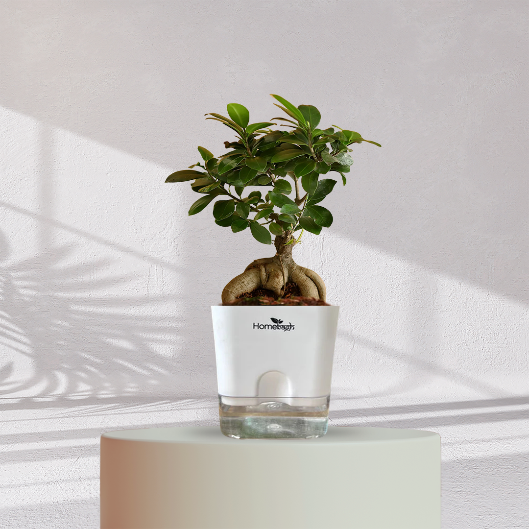 Ficus Bonsai Plant