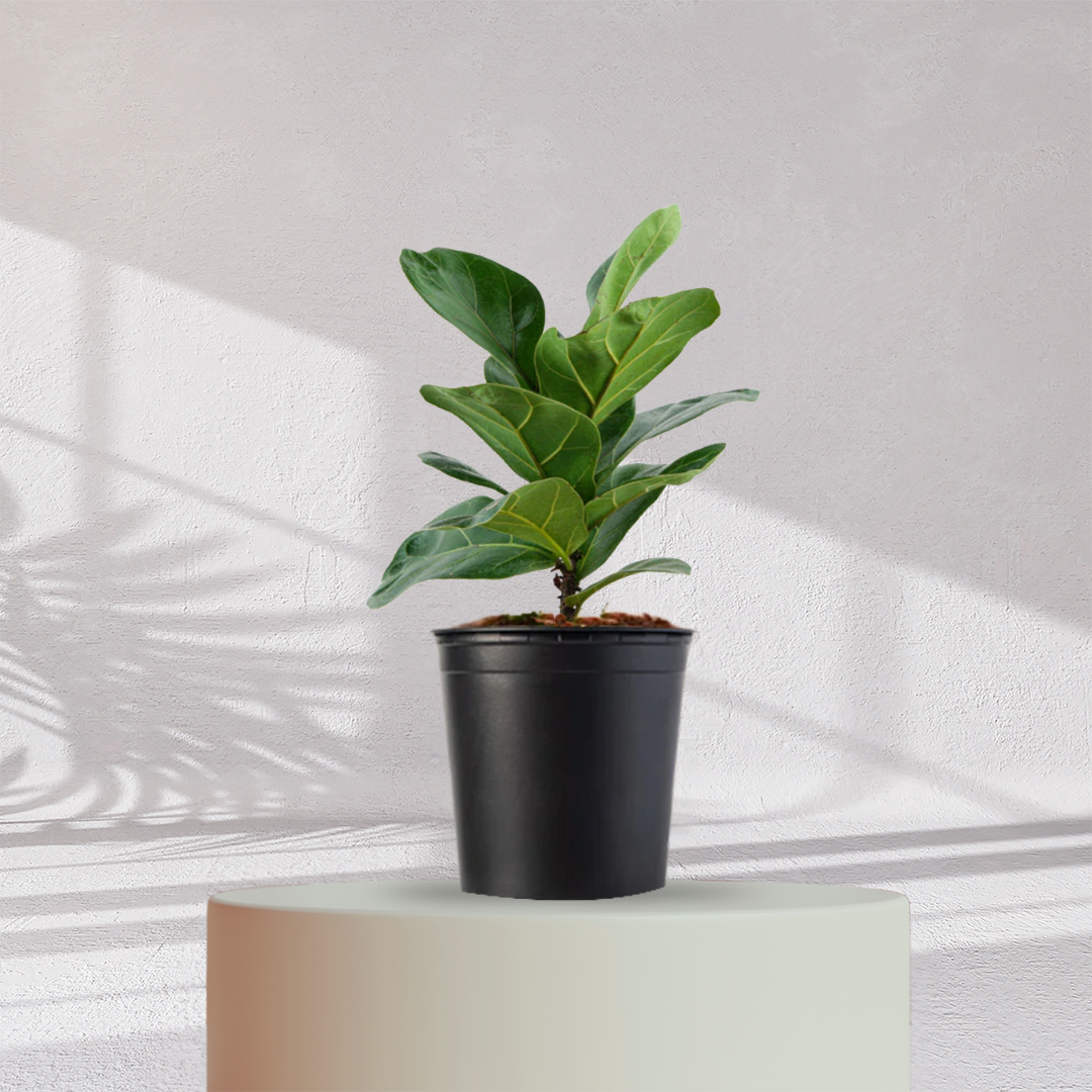 Ficus Fiddle Leaf ( Medium Size )