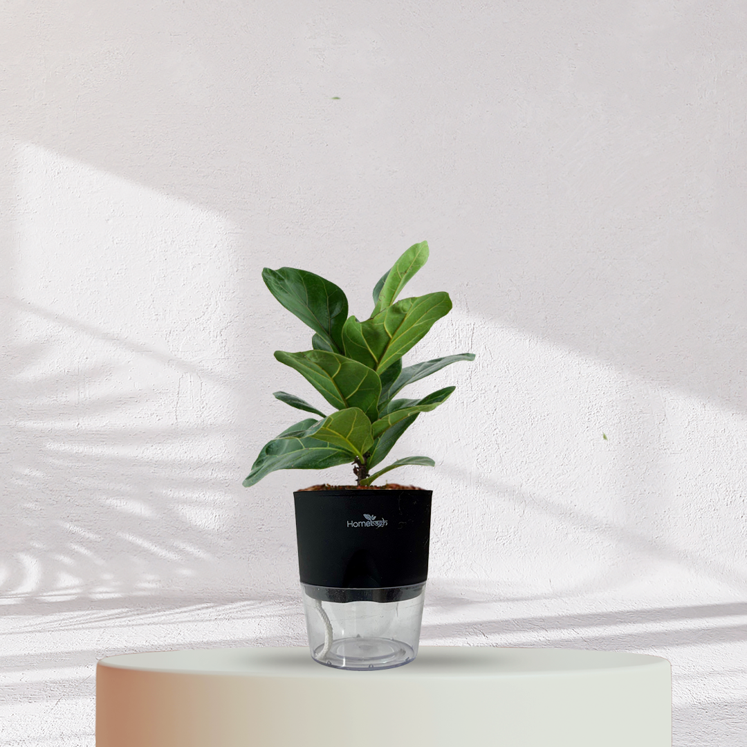 Ficus Fiddle Leaf ( Medium Size )