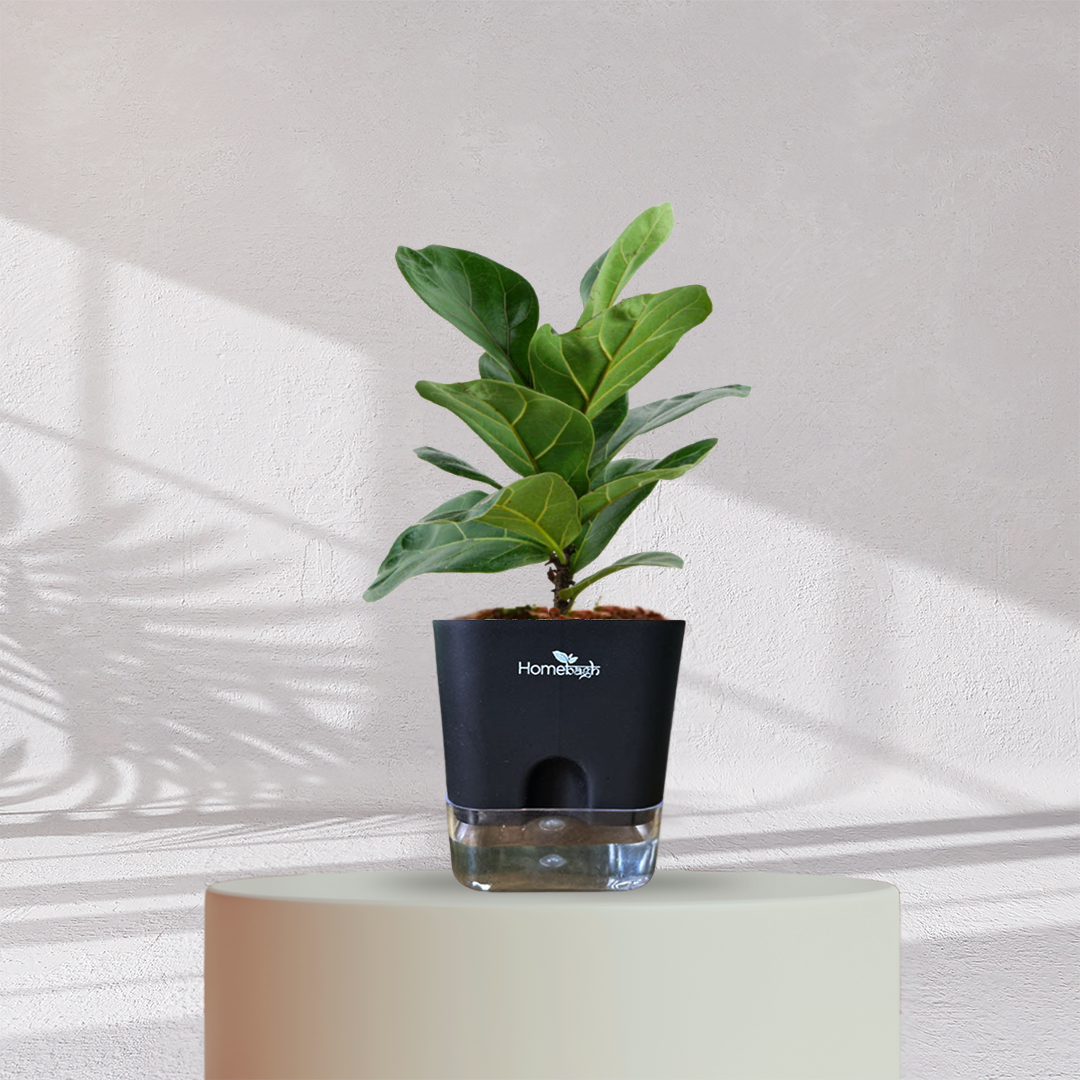 Ficus Fiddle Leaf ( Medium Size )