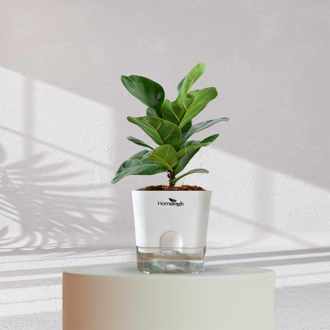 Ficus Fiddle Leaf ( Medium Size )