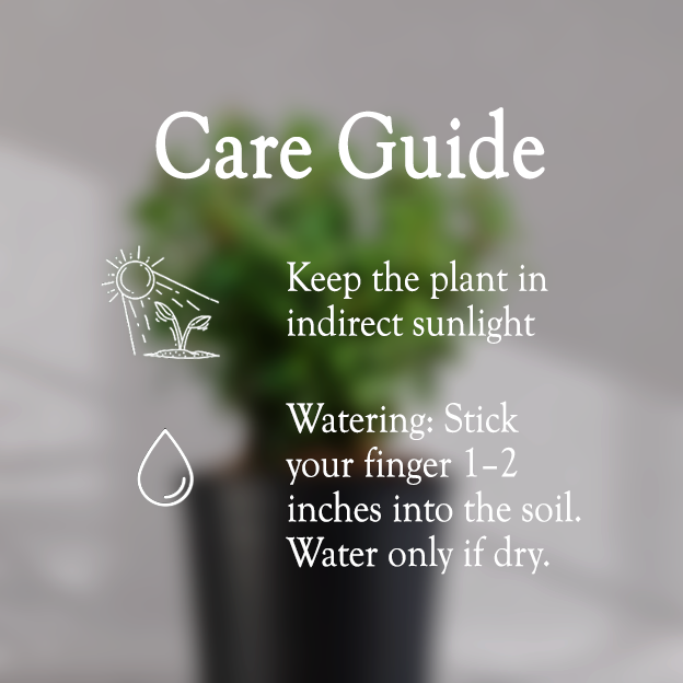 Jade Plant With Self Watering Pot - Homebagh