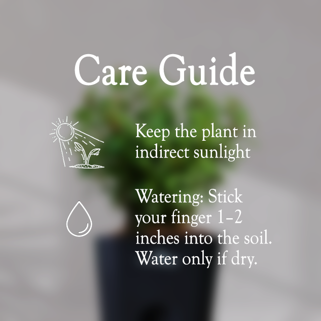 Jade Plant With Self Watering Pot - Homebagh