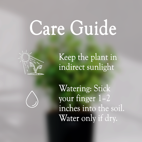 Jade Plant With Self Watering Pot - Homebagh
