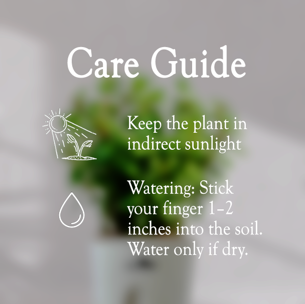 Jade Plant With Self Watering Pot - Homebagh