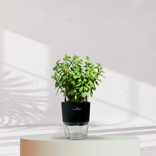 Jade Plant With Self Watering Pot - Homebagh