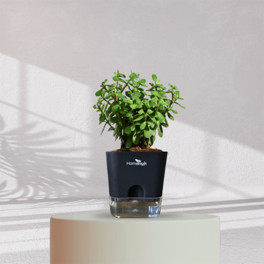 Jade Plant With Self Watering Pot - Homebagh