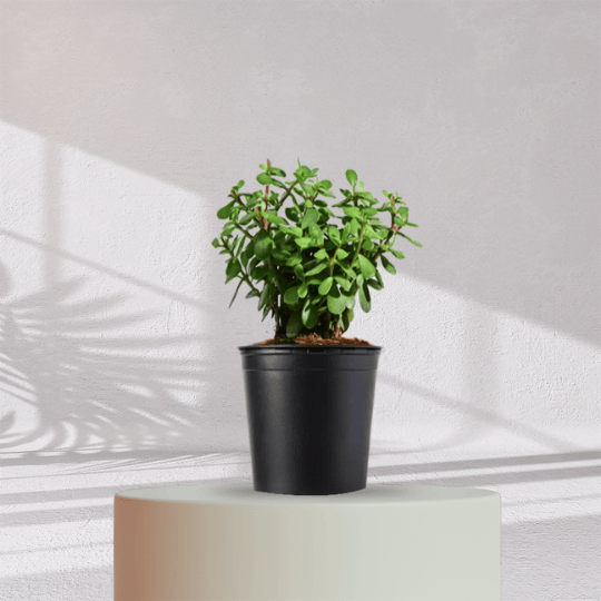 Jade Plant With Self Watering Pot - Homebagh