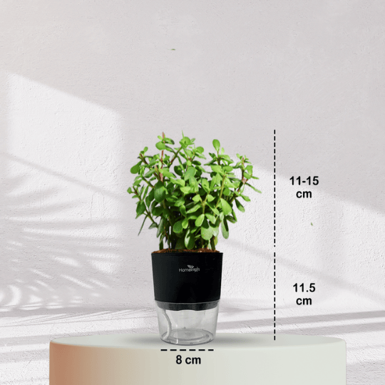Jade Plant With Self Watering Pot - Homebagh