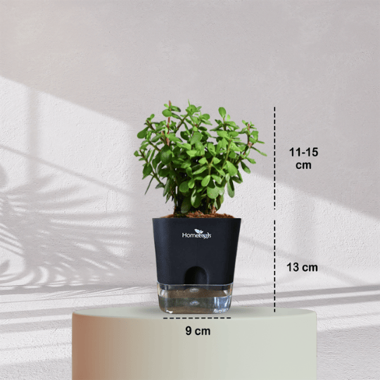Jade Plant With Self Watering Pot - Homebagh