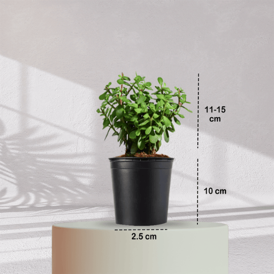 Jade Plant With Self Watering Pot - Homebagh