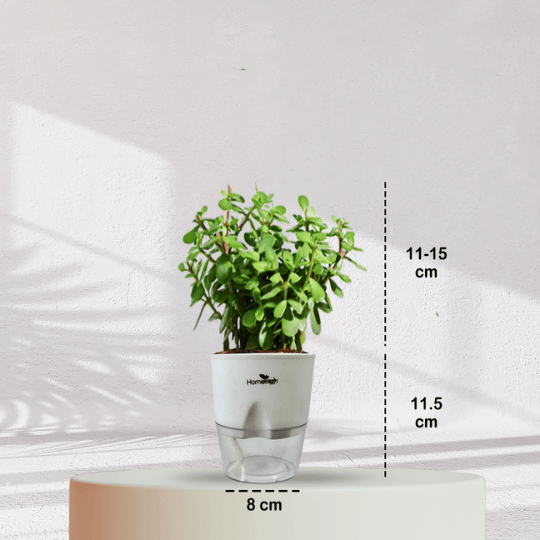 Jade Plant With Self Watering Pot - Homebagh