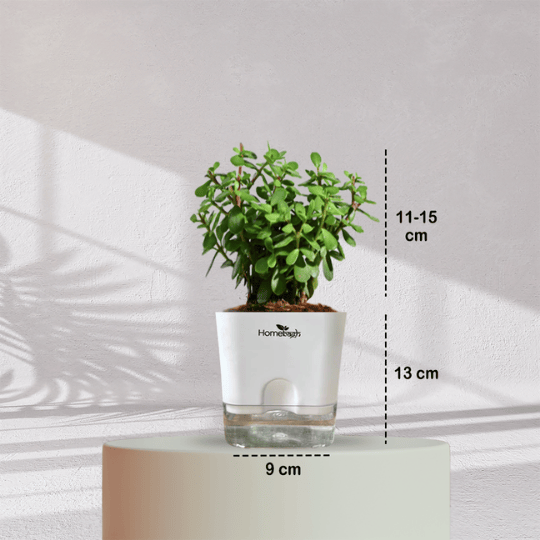Jade Plant With Self Watering Pot - Homebagh