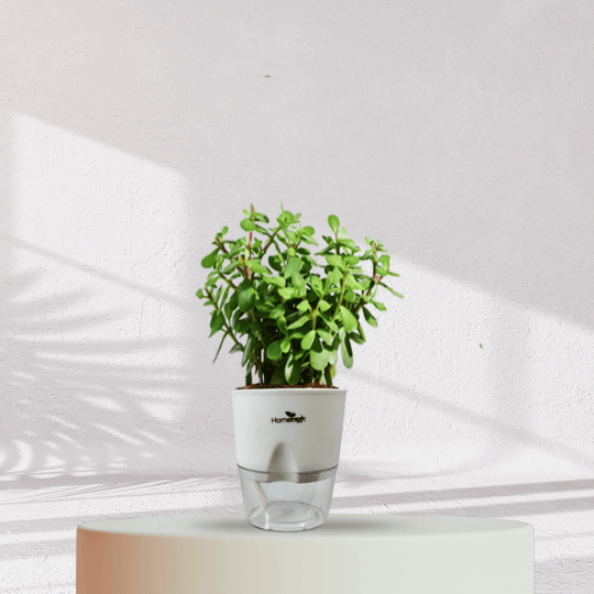 Jade Plant With Self Watering Pot - Homebagh