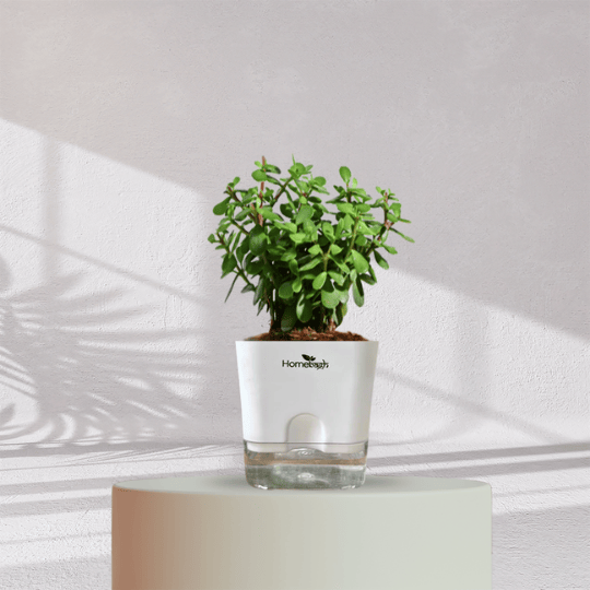 Jade Plant With Self Watering Pot - Homebagh