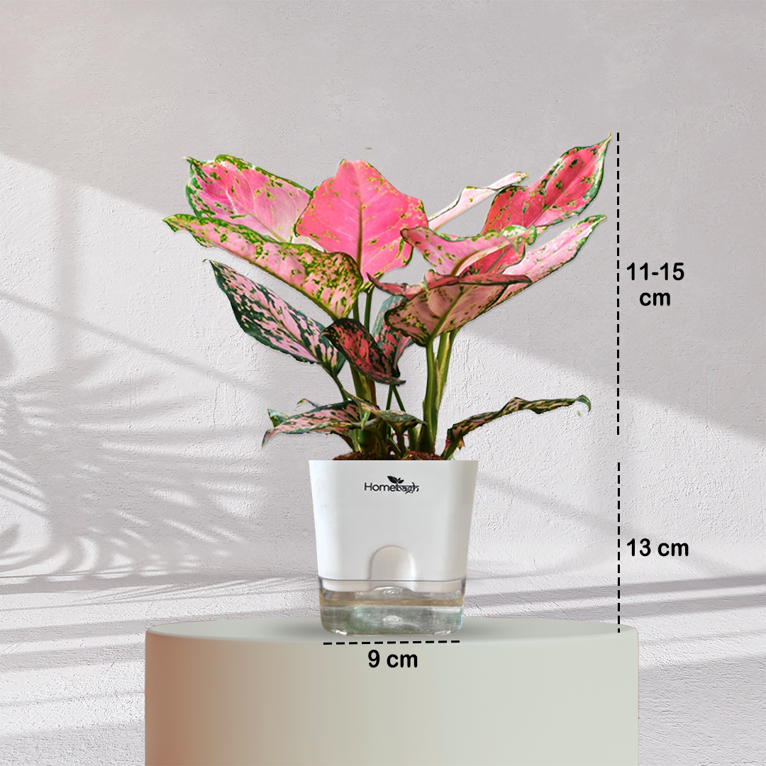 Aglaonema Valentine Pink Plant