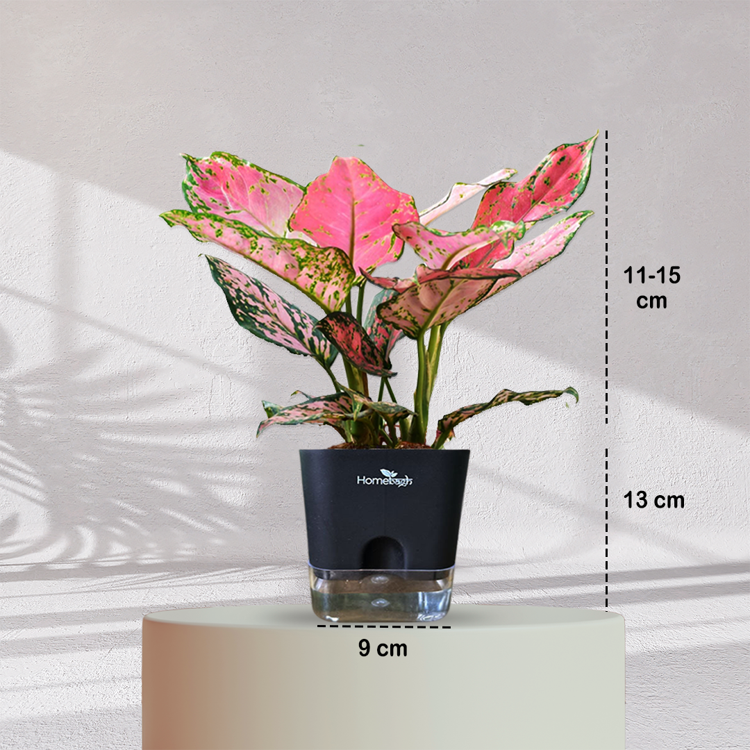 Aglaonema Valentine Pink Plant