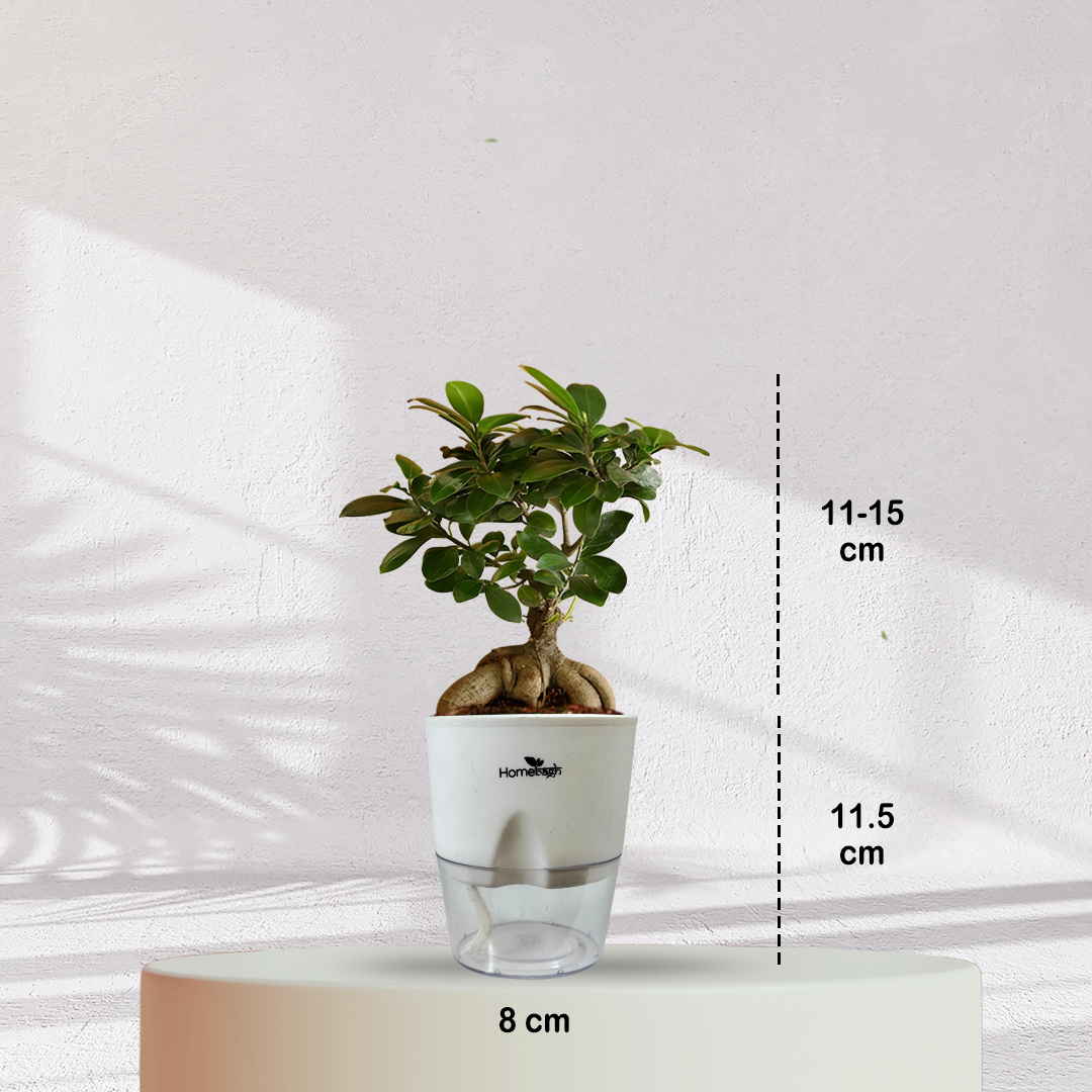 Ficus Bonsai Plant