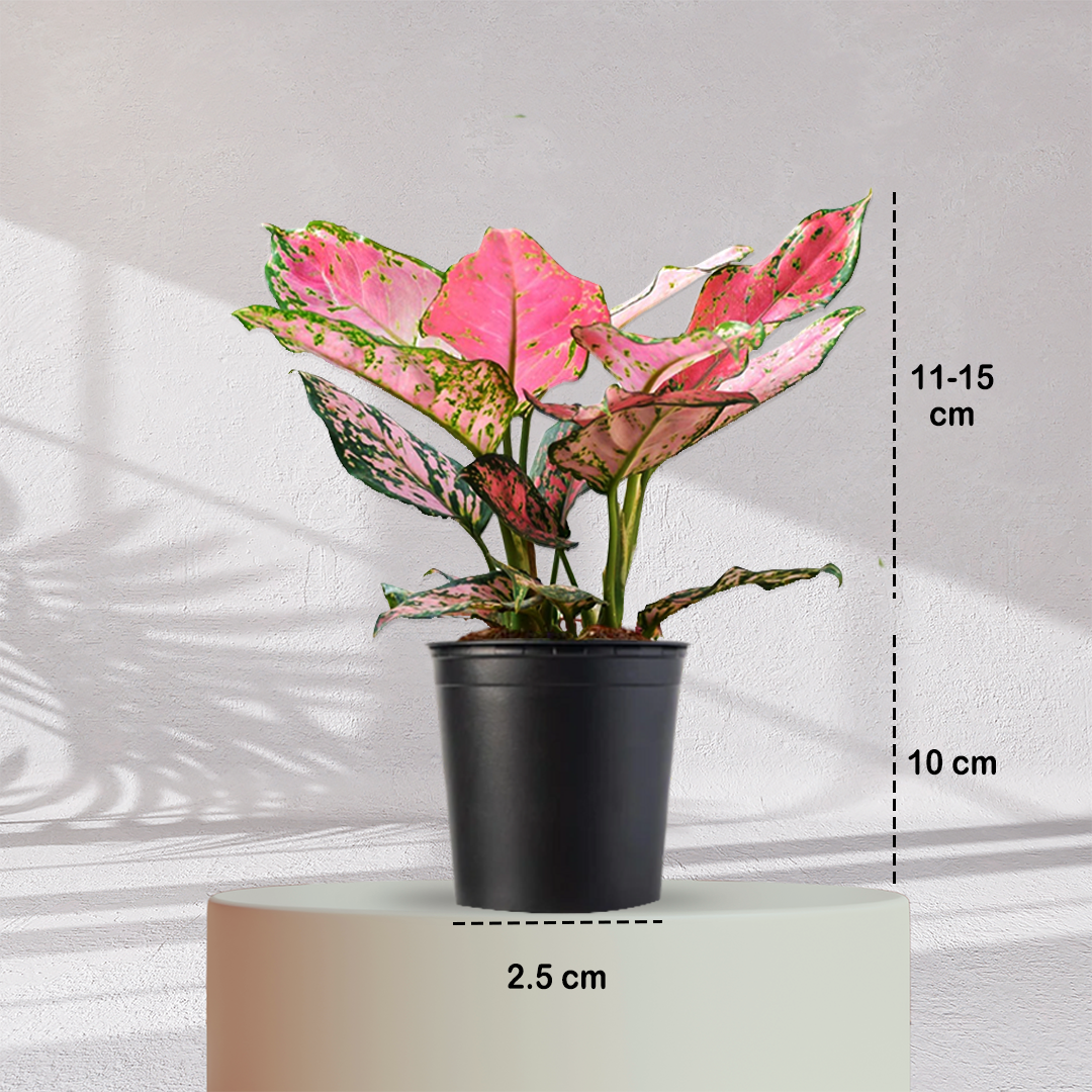 Aglaonema Valentine Pink Plant