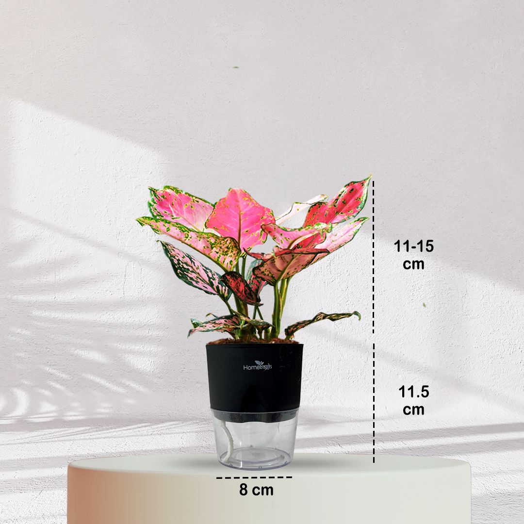Aglaonema Valentine Pink Plant